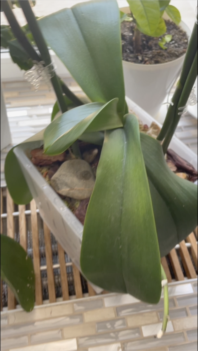 Верхушка орхидеи в день омоложения. Орхидеи С Еленой Кузнецовой