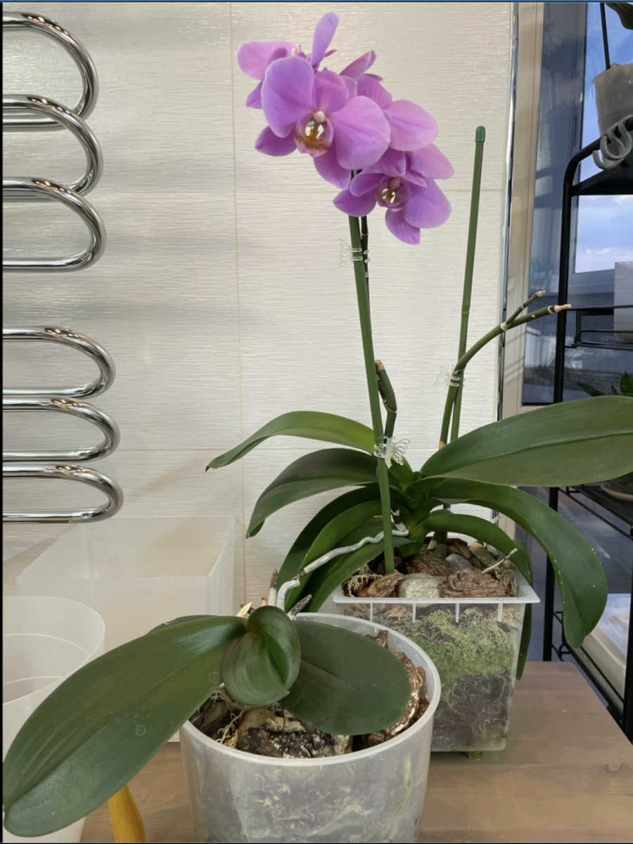 Прошло 9 месяцев после омоложения моей розовой преламутровой орхидеи. Пень и макушка. Орхидеи С Еленой Кузнецовой