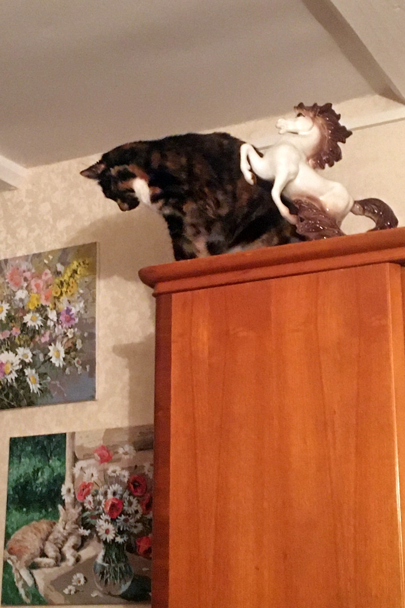 На шкафу. Фото автора