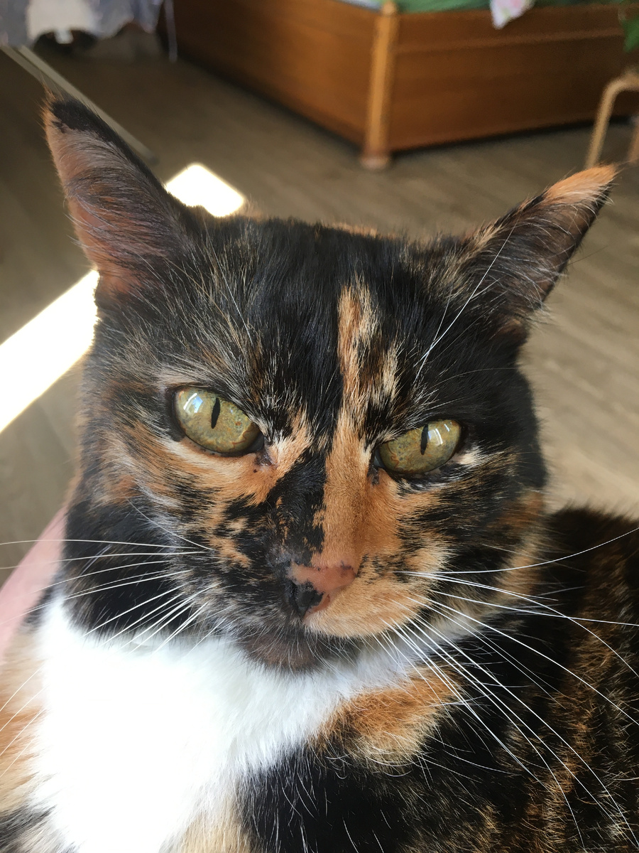 Василиса. Фото автора