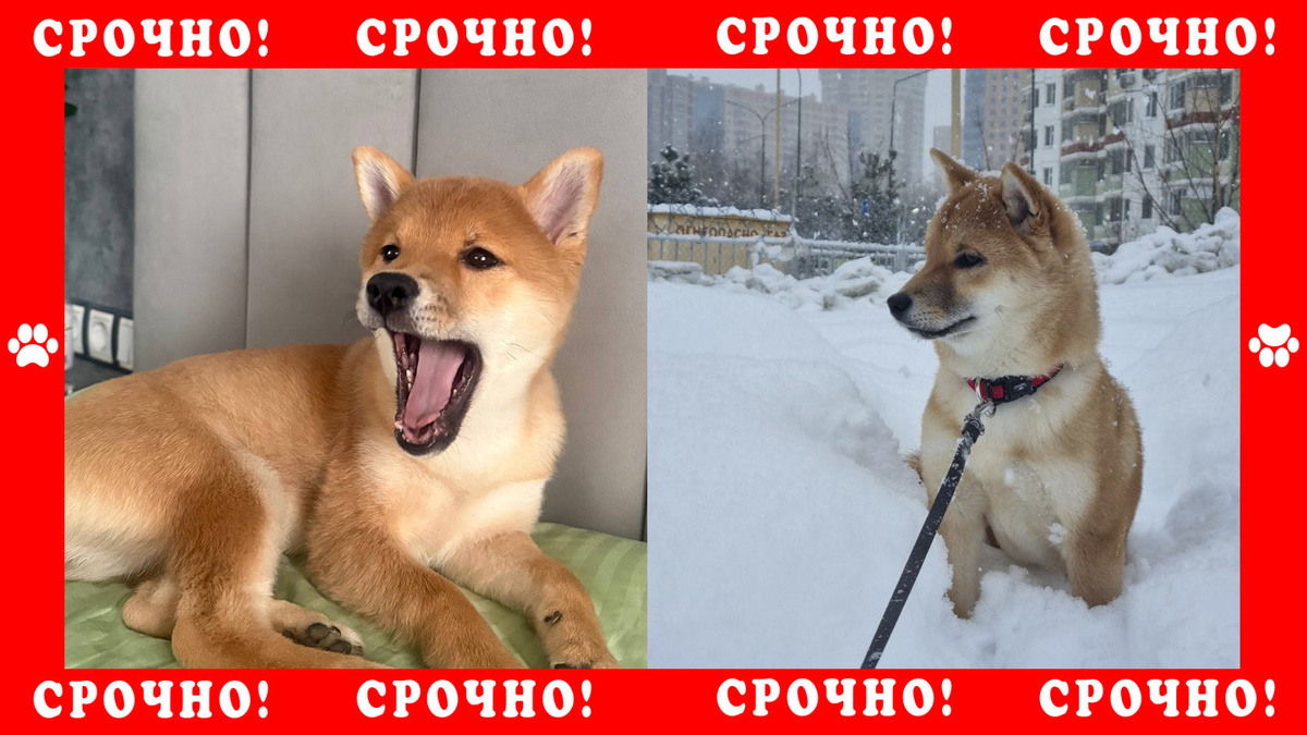 Собака Сиба-Ину пропала в Раменском районе, дер. Владимировка