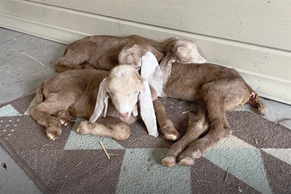    Козы Татьяны Романенковой. Фото предоставлено Татьяной Романенковой