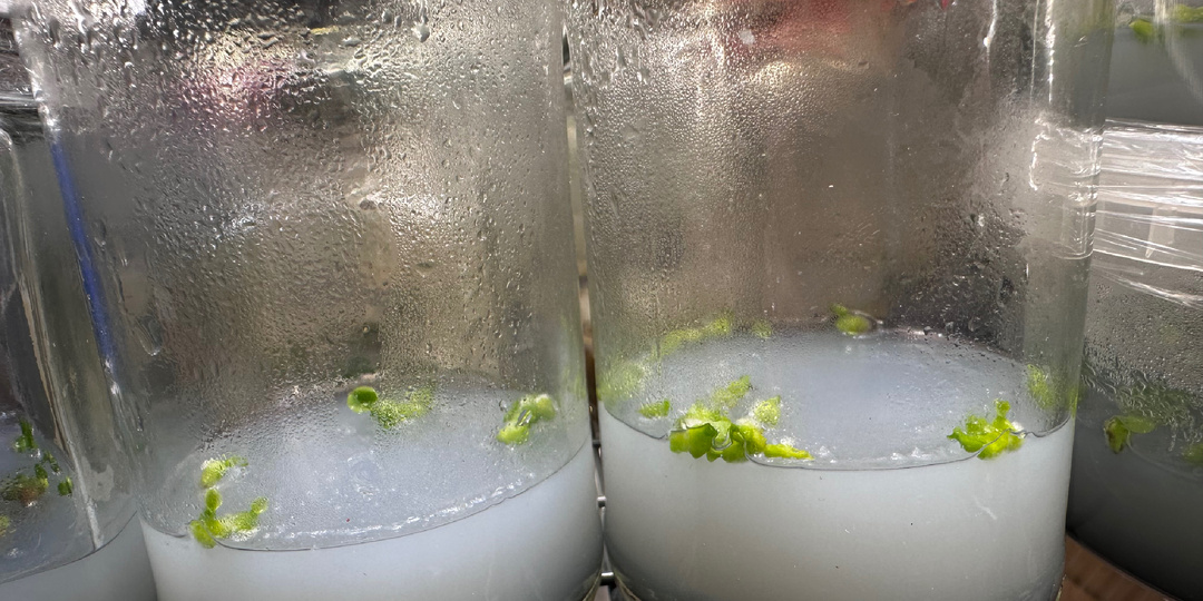 Жизнь в in vitro