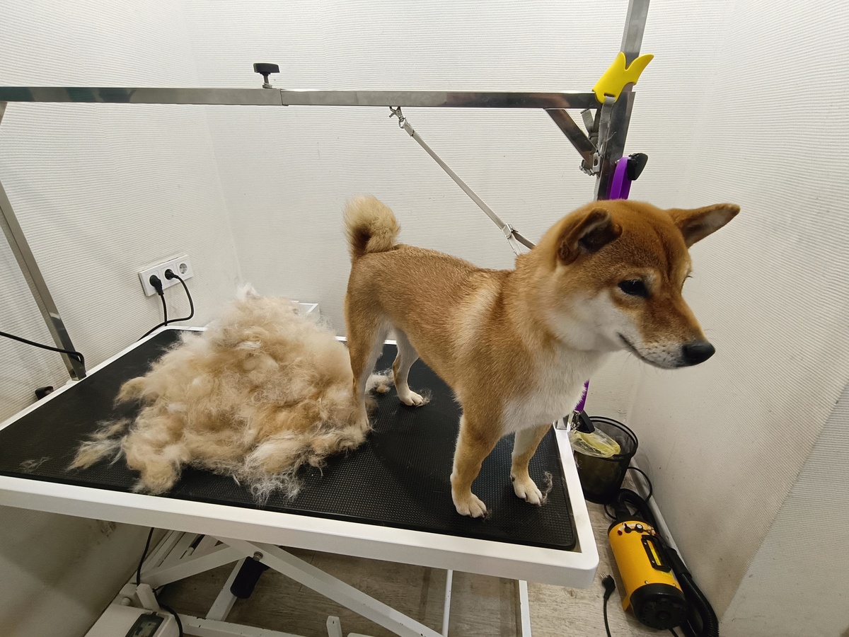    фото: © Столица на Онего