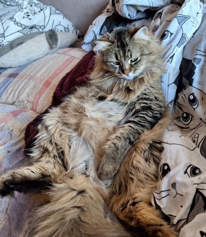 Мама, как ты могла нас бросить аж на десять дней?!!! Котов кормила подруга, с ними все ок.