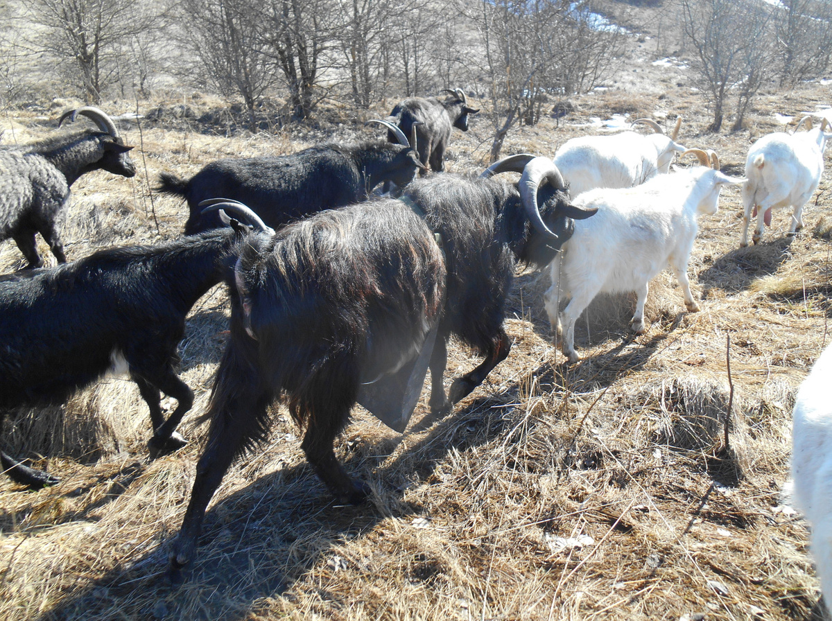 Это он ходит за козочкой которая в охоте.