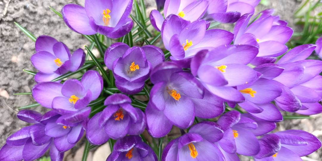 Как вырастить крокусы.