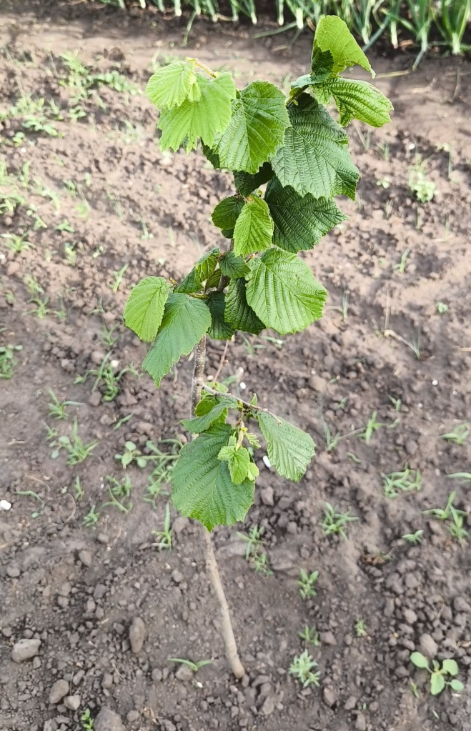 Двухлетний заженец фундука, сорт-опылитель Косфорд