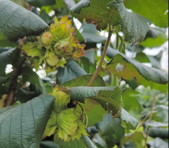 Соплодия фундука и серёжки мужских соцветий, которые дадут пыльцу в следующем году, сорт Каталонский
