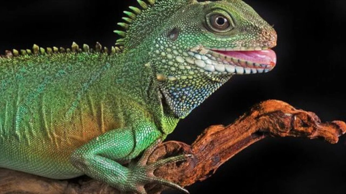 водяная агама   (фото из сети)