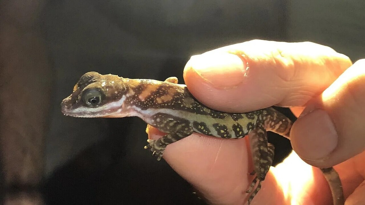 анолис акватикус   (фото из сети)