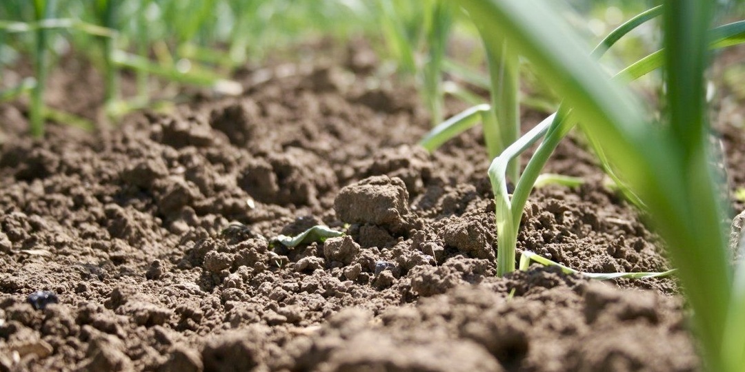 Земля на участке стала как камень. Три шага, которые вурнут ей плодородие без химии и лишних затрат