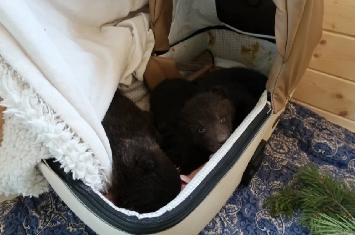    Первое время у малышей было расстройство желудка.