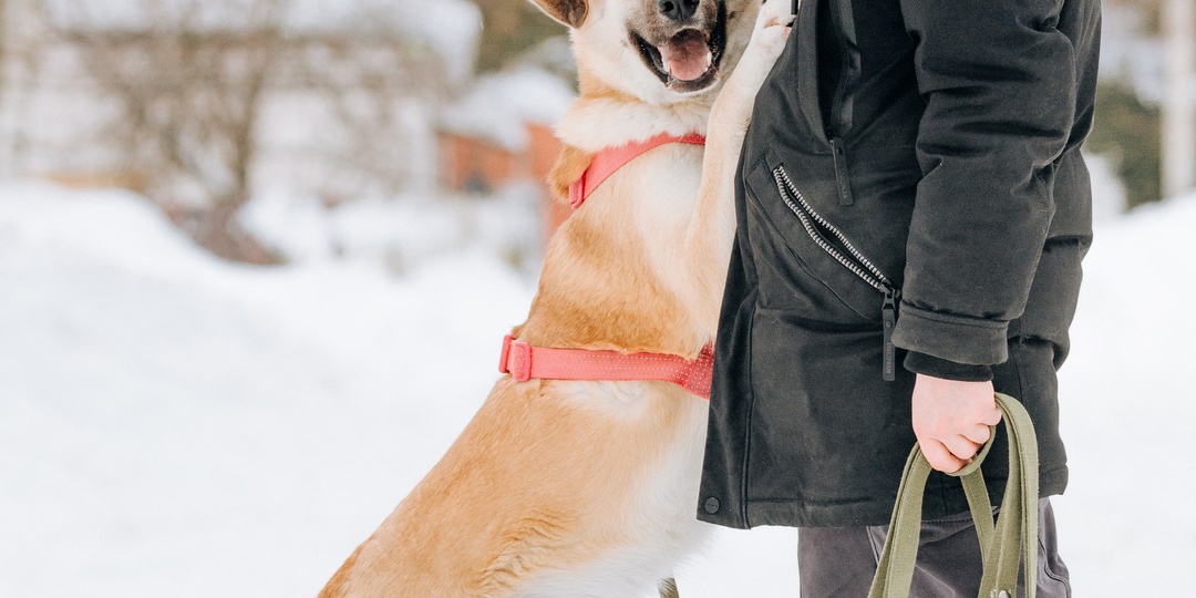 Он сам бросился под машину человека. Был тогда худющим подростком, одни косточки торчали. Смотрите, какой вырос