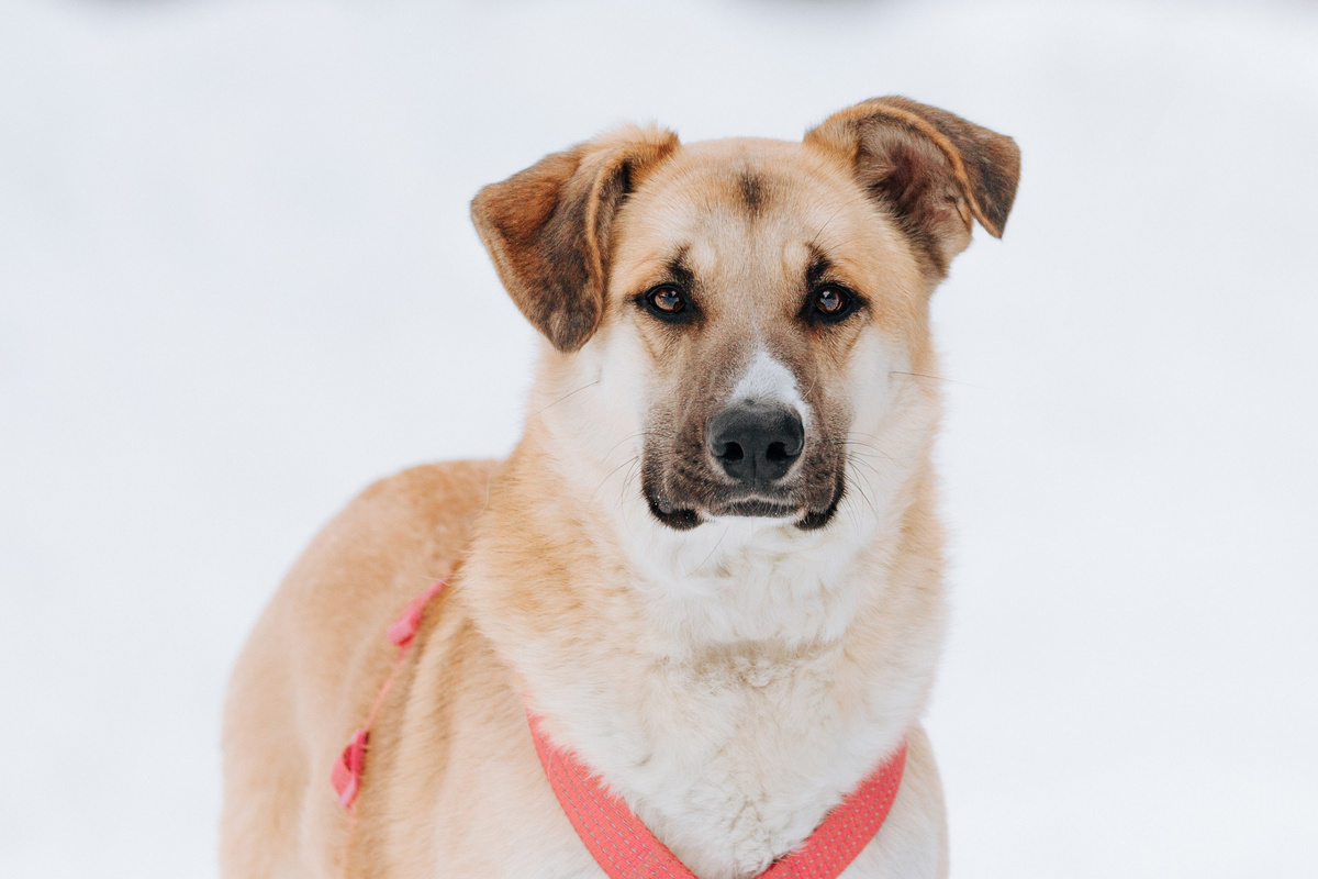 Вот вам и щенок)) Вон какой вырос