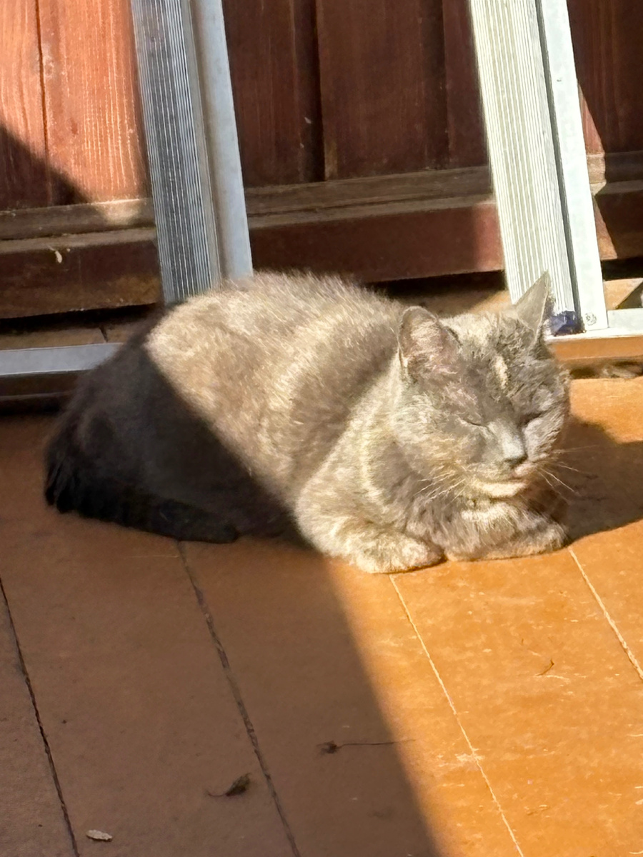 МЫшка спит на солнышке на веранде. Везде фото автора.