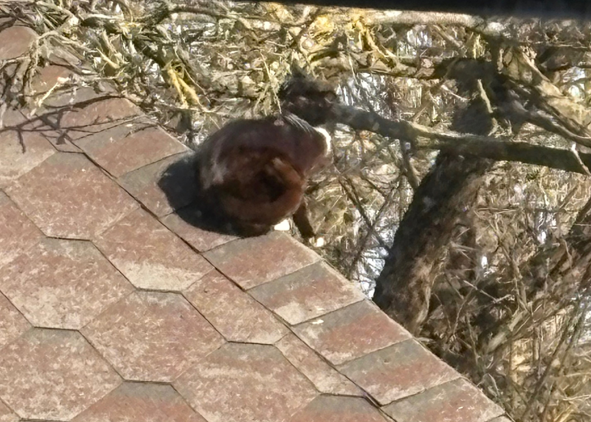 Маркизетта на крыше веранды решила помыться.