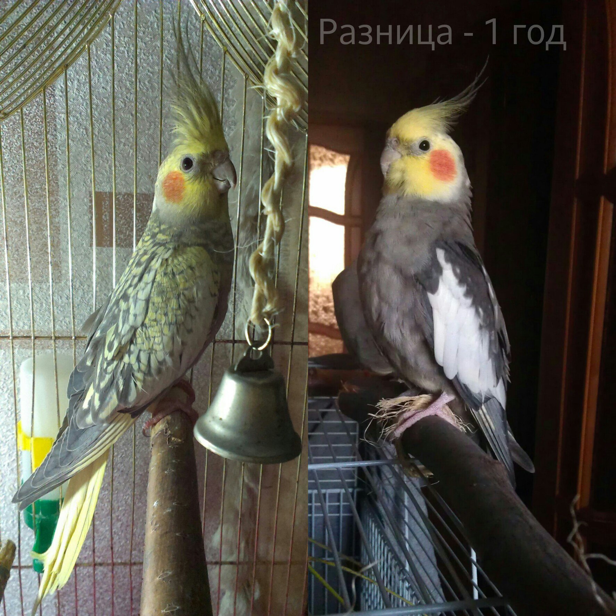 Мой жемчужный самец до и после линьки