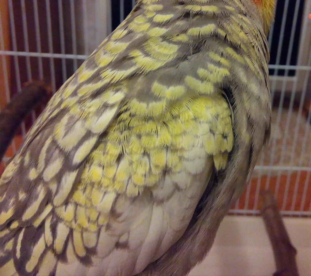 Вот так распределяется пигмент на оперении жемчужной кореллы. Каждое перо обрамлено зубчатым узором, будто бы жемчужинками