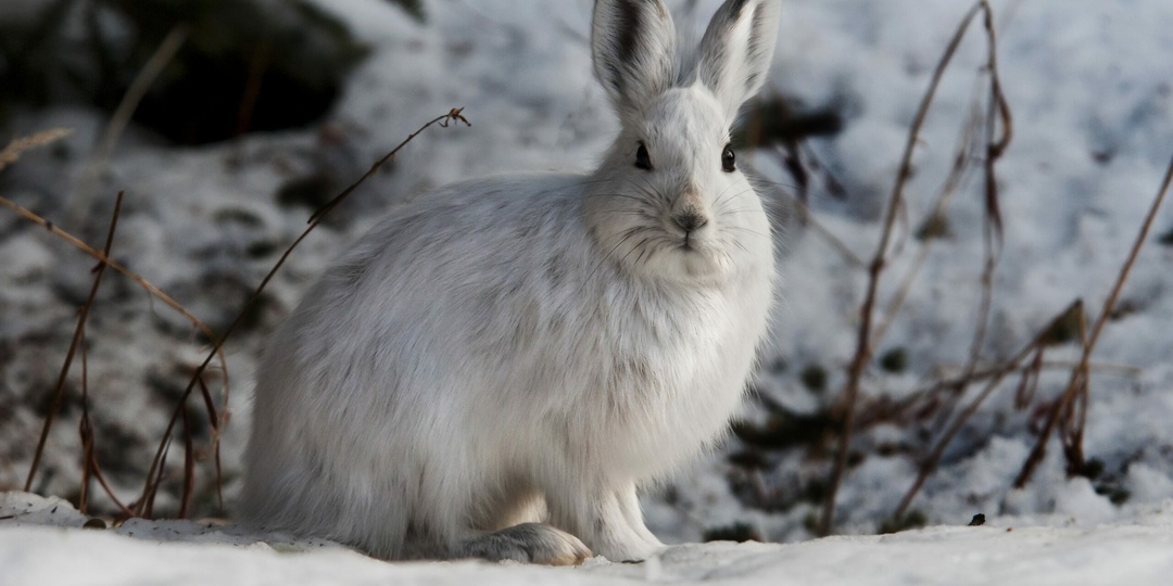 Автомобилистов Петербурга и Ленобласти предупредили о гоне у зайцев