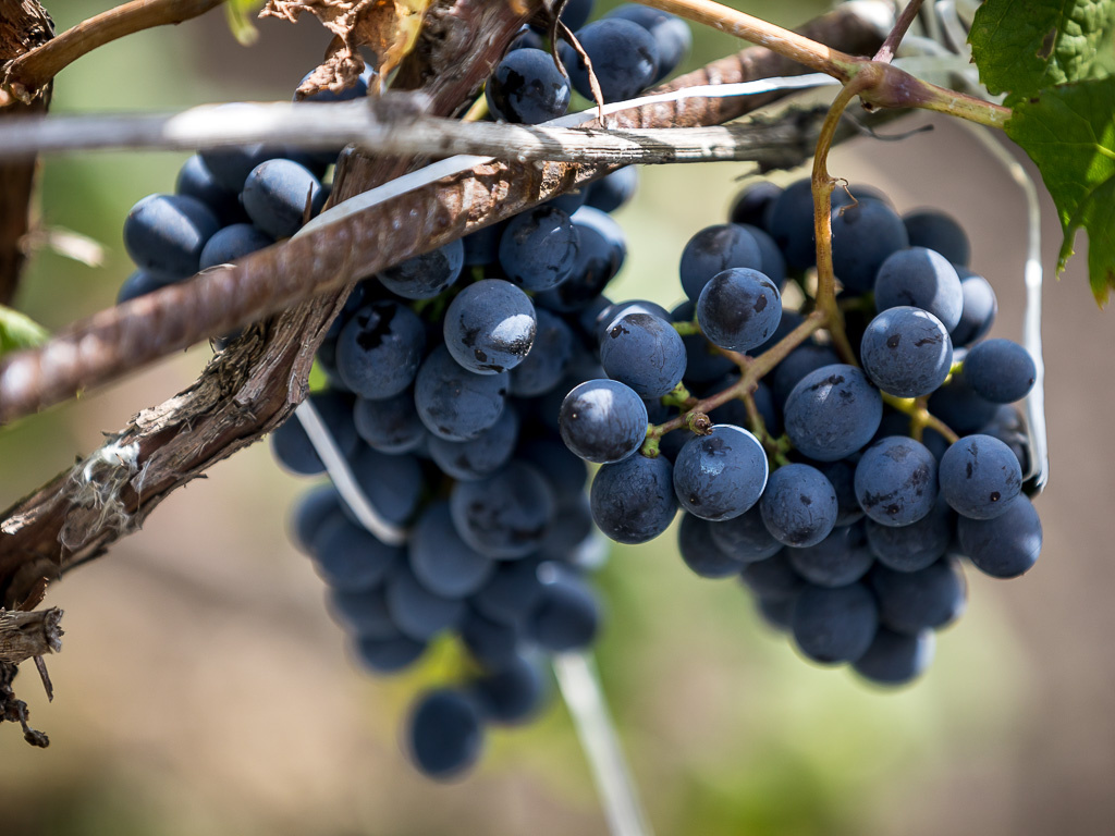     Фото: Павел Колядин (архив)