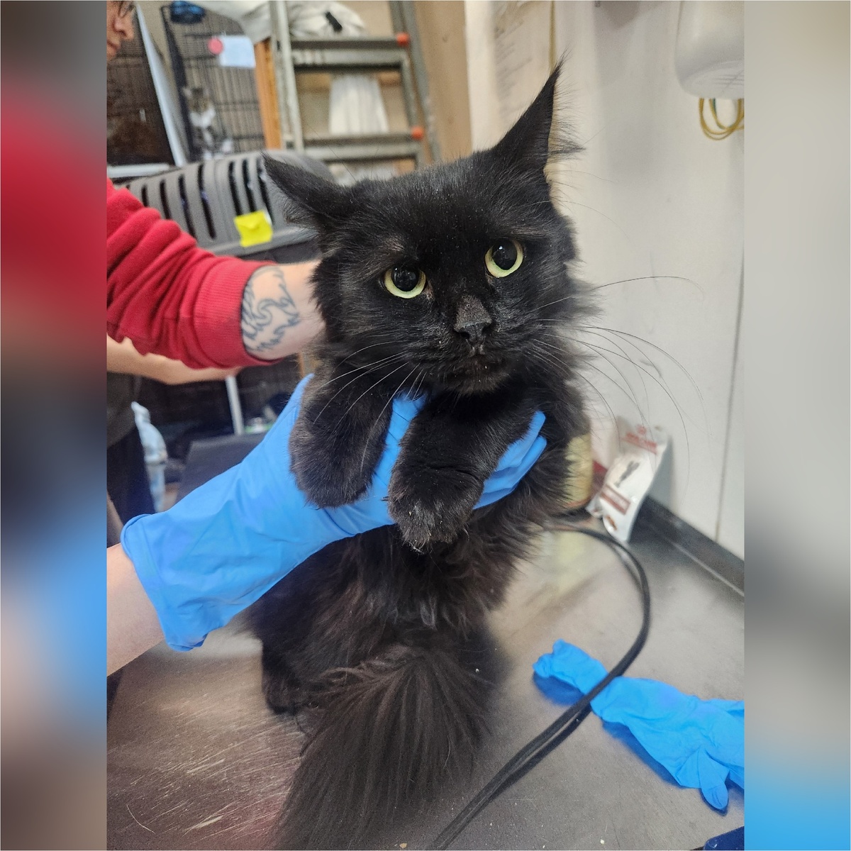 Утилита домашняя кошечка, отдали по семейным обстоятельствам.