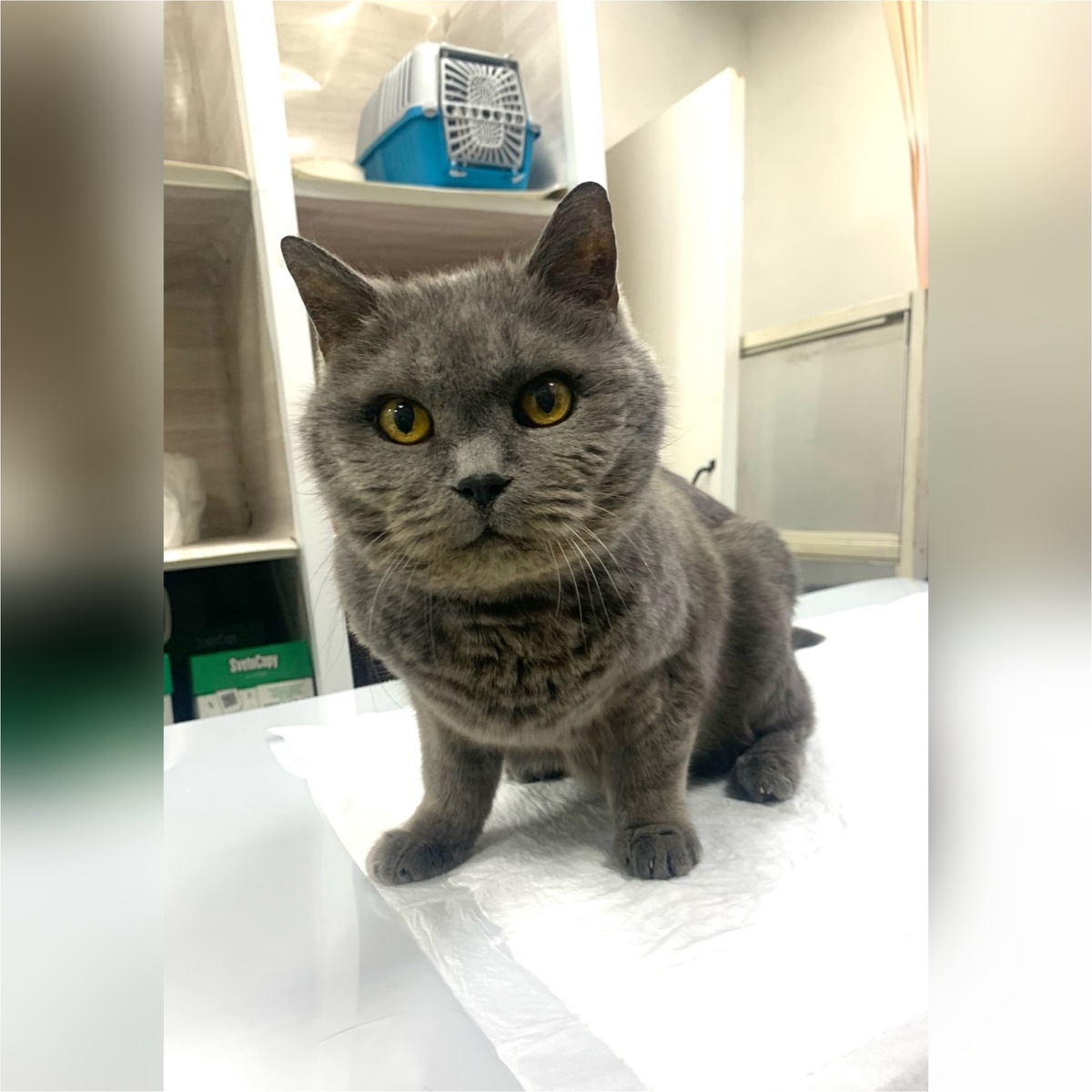 Батожок домашний котик, отдали по семейным обстоятельствам.