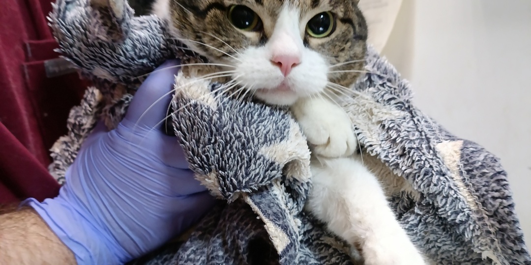 Бывшедомшние 16-ти летние котики, отданные по семейным обстоятельствам