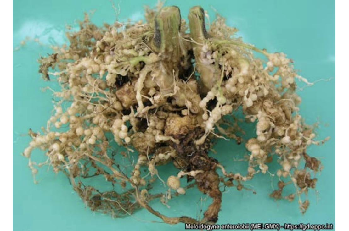 Корни томата, пораженные Meloidogyne enterolobii
