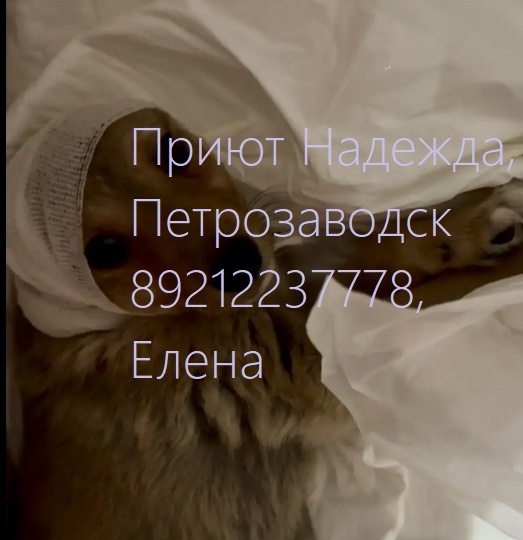 Ёжик после операции в тяжёлом состоянии