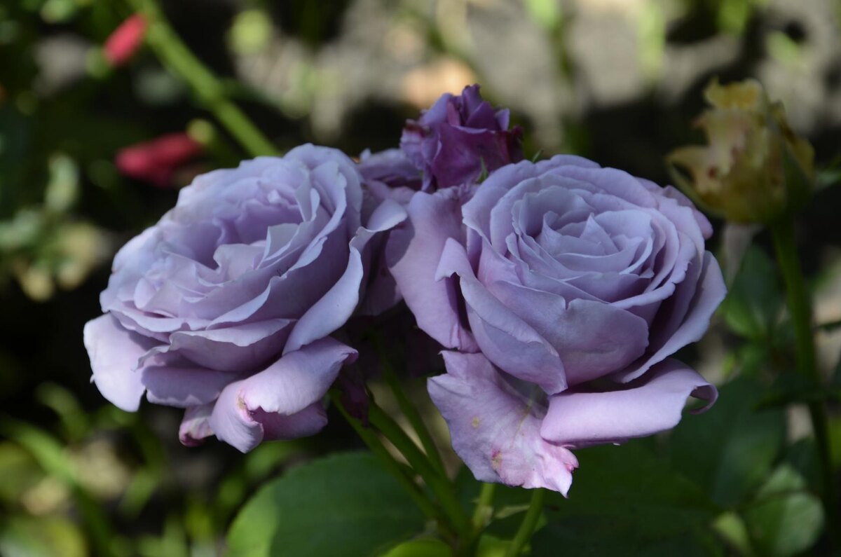 Роза Майнцер Фастнахт.