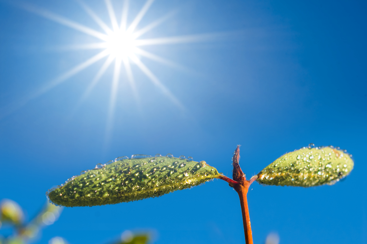 Повышение уровня солнечного света приводит к снижению разнообразия