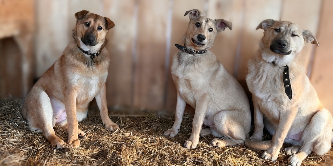 Время — главный враг Дарёны, Симбы и Бадди
