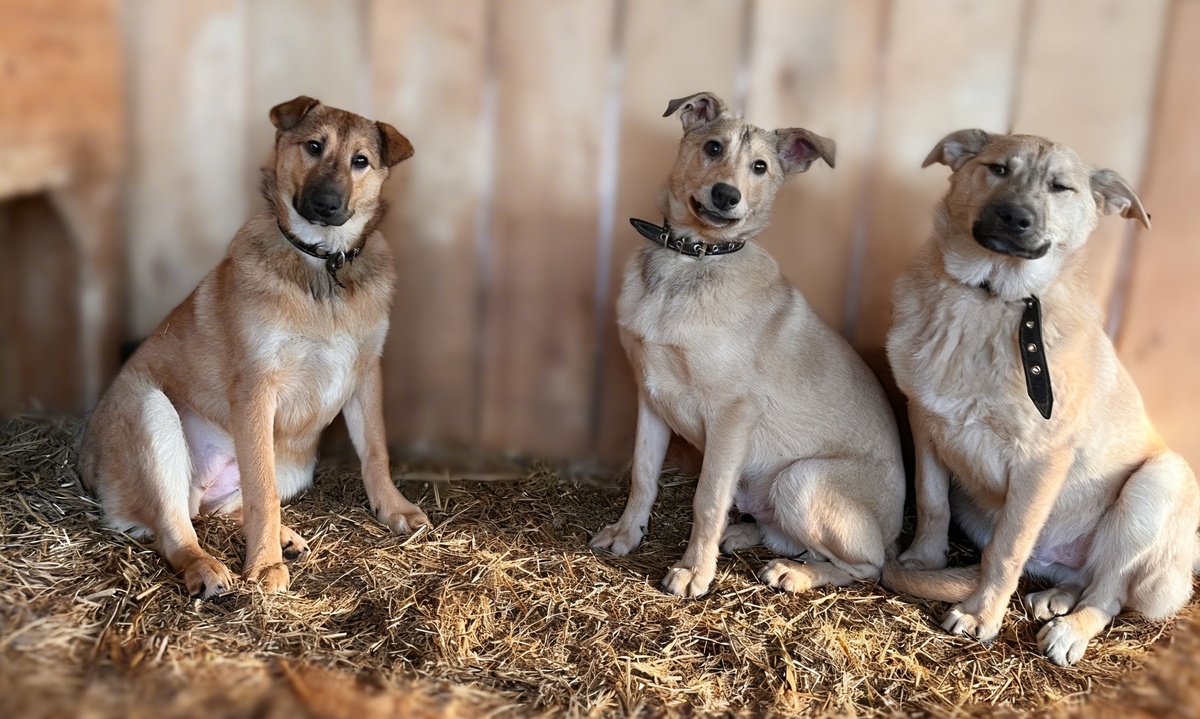 Дарёна, Бадди, Симба 