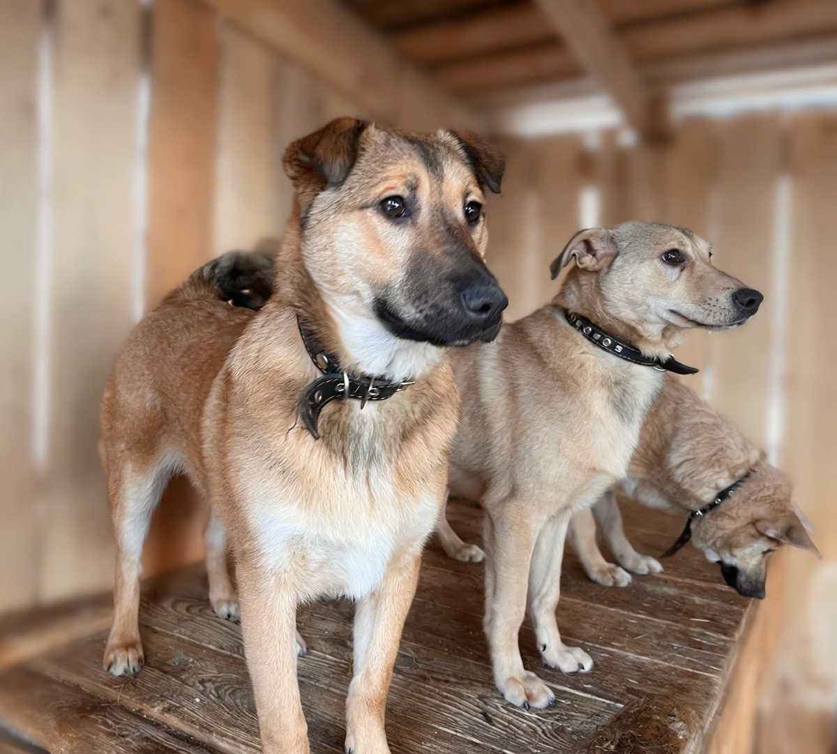 В их глазах нет уже детской радости. 