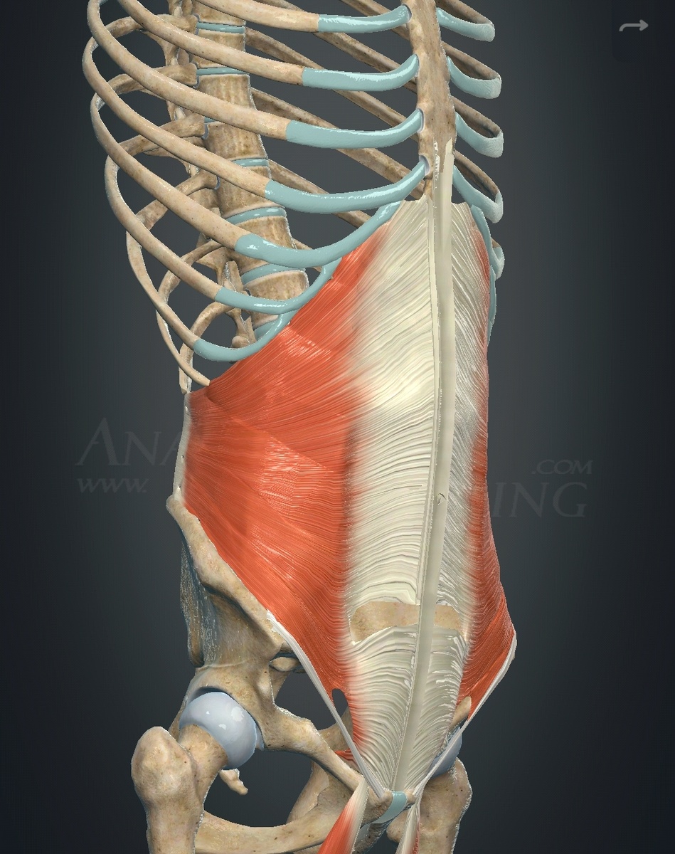 Фото из приложения "Anatomy learning"