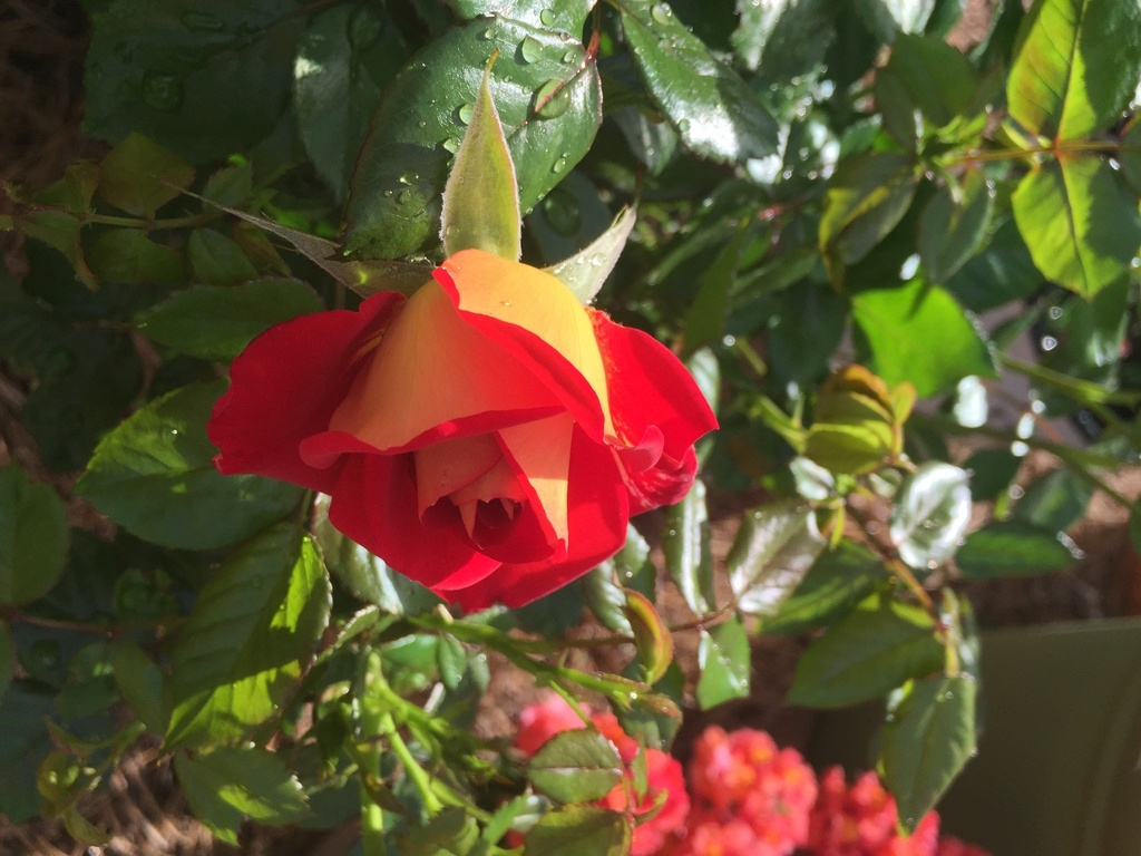 Фото Jack & Mary Griffin