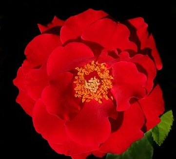 Фото Сада Клиффа в Хай-Дезерт