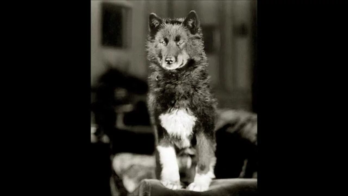 Картинка из открытых источников