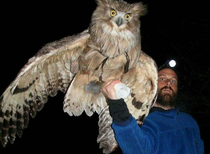 Сова с шипами. Как рыбный филин ловит лосося голыми руками