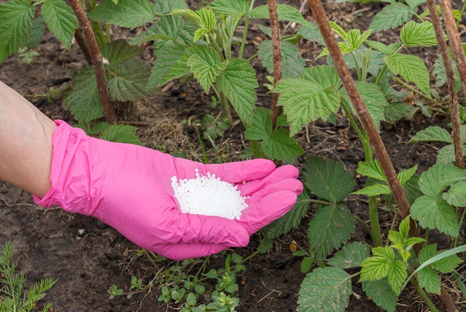 Подкормка малины