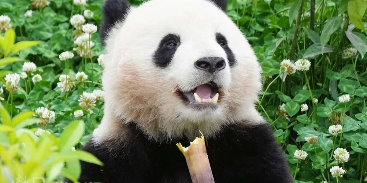 Как добраться до базы панд в Чэнду, купить билет иностранцу без китайского ID и избежать толп.