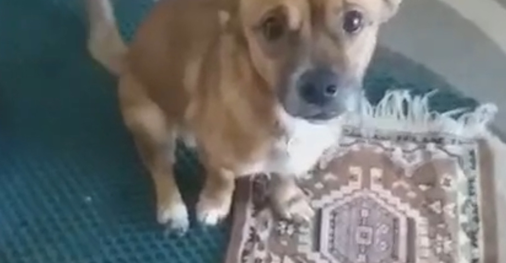 Спасли ли ЯКУТЯТА привязанную к батарее и выброшенного с третьего этажа 😰