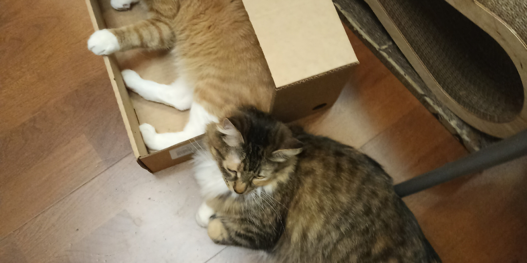 Медовая коврижка или, как я искала во всём хорошее