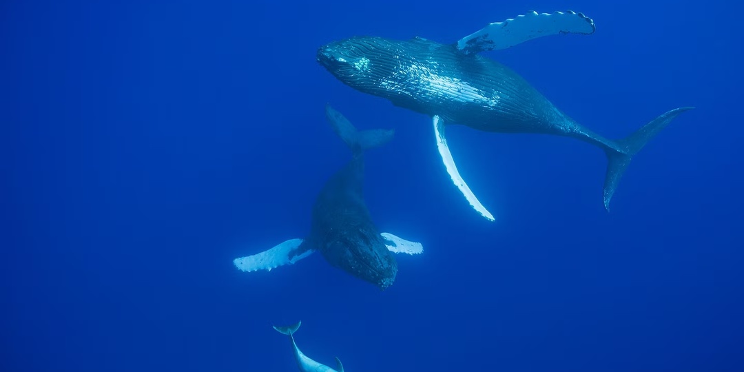 Дружба в океане. О чем говорят киты и дельфины?