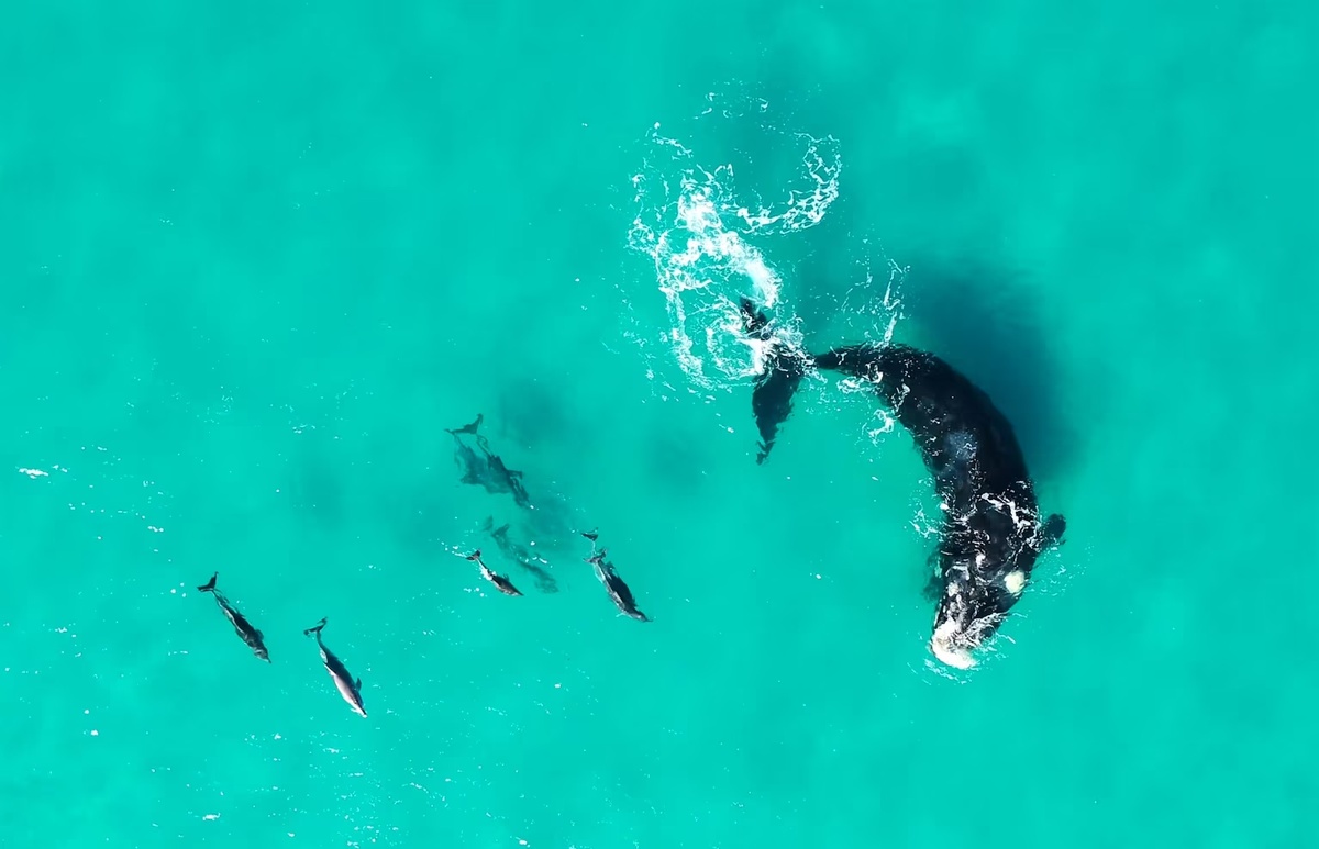 Исследователи проанализировали около 200 видео и фотографий взаимодействия китов и дельфинов 19 видов по всему миру.