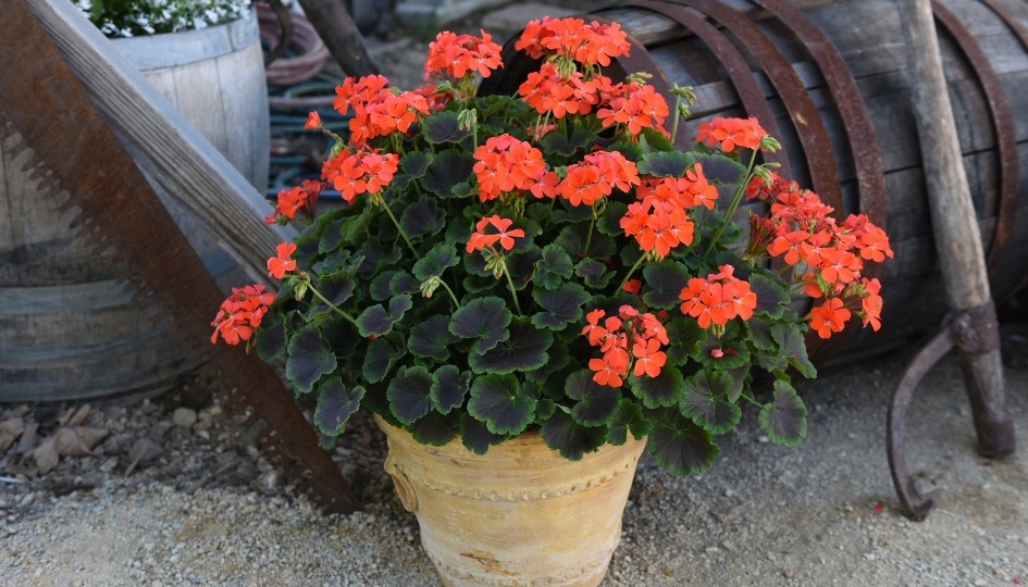 Конкурсы с участием пеларгоний в разных странах. Часть восьмая. Германия. IPM Essen Innovation Award.