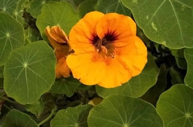    У настурции съедобно всё, кроме корня. Фото: Commons.wikimedia.org