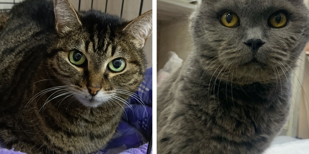 Подопечные, которым нужна помощь прямо сейчас