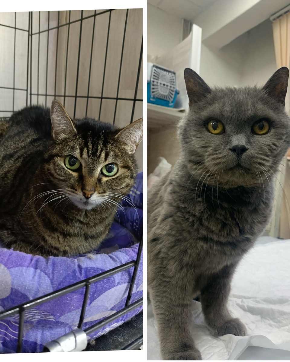 Премьерка и Батожок